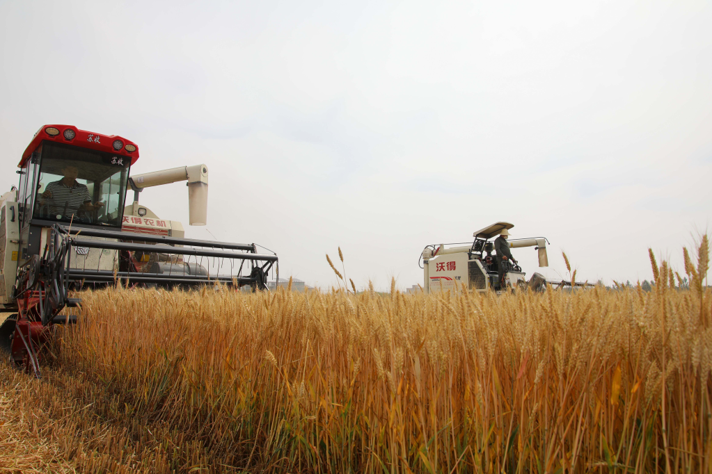 　　5月27日，在安徽省阜阳市颍上县五十铺乡，农机手操作机械设备收割小麦。新华社记者 曹力 摄