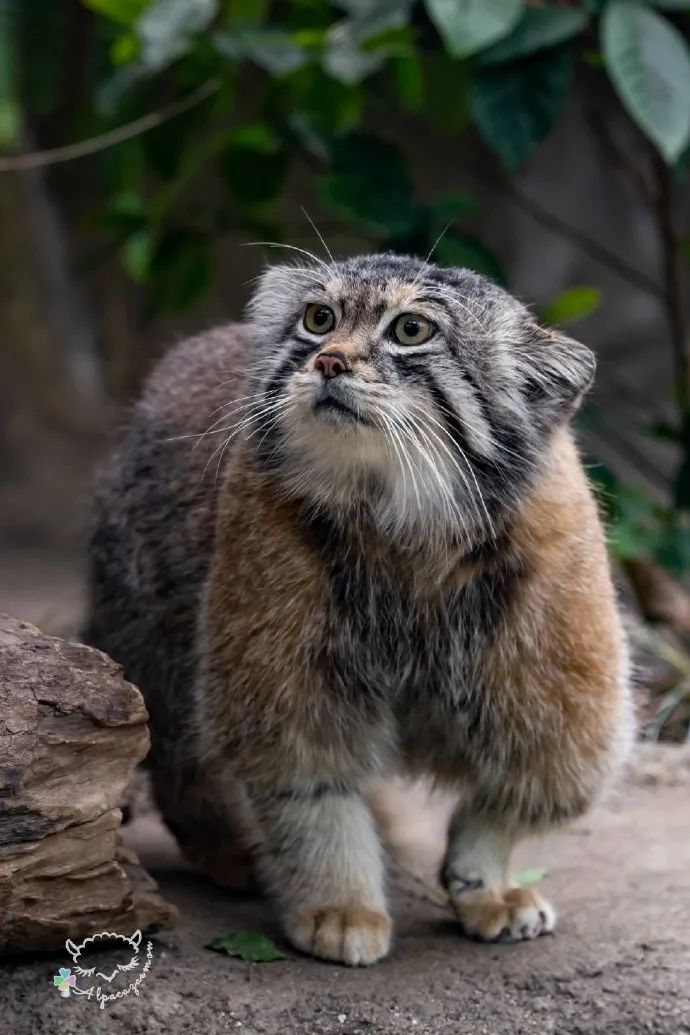 兔狲为什么气质这么独特可爱死谁了