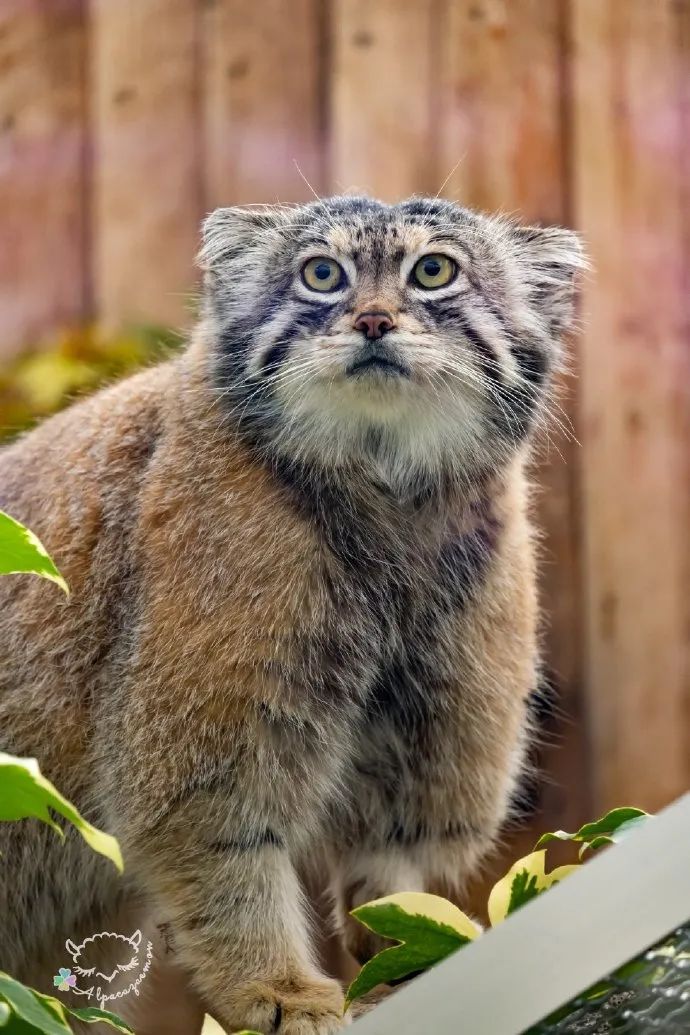 兔狲为什么气质这么独特可爱死谁了