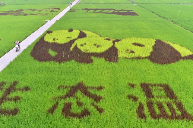 2022年7月4日,在四川成都温江区和林村的稻田中,一幅用彩色水稻种出的