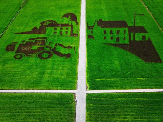 四川成都温江区和林村的稻田中,一幅用彩色水稻种出的巨幅大熊猫图案