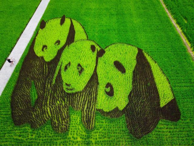 四川成都温江区和林村的稻田中,一幅用彩色水稻种出的巨幅大熊猫图案