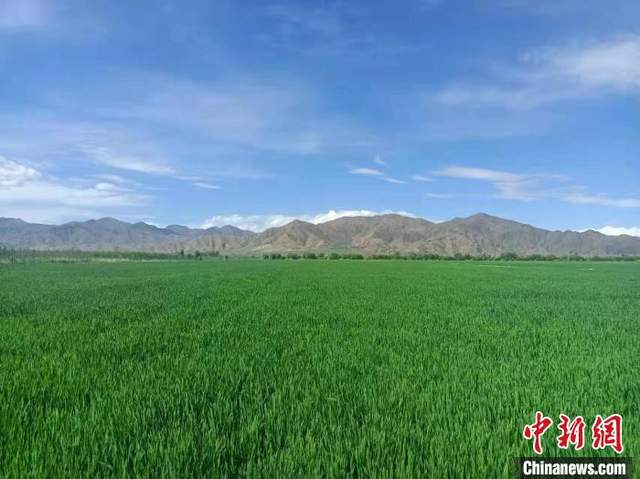 北大荒集团与西藏“牵手”种植优质“高原青稞”