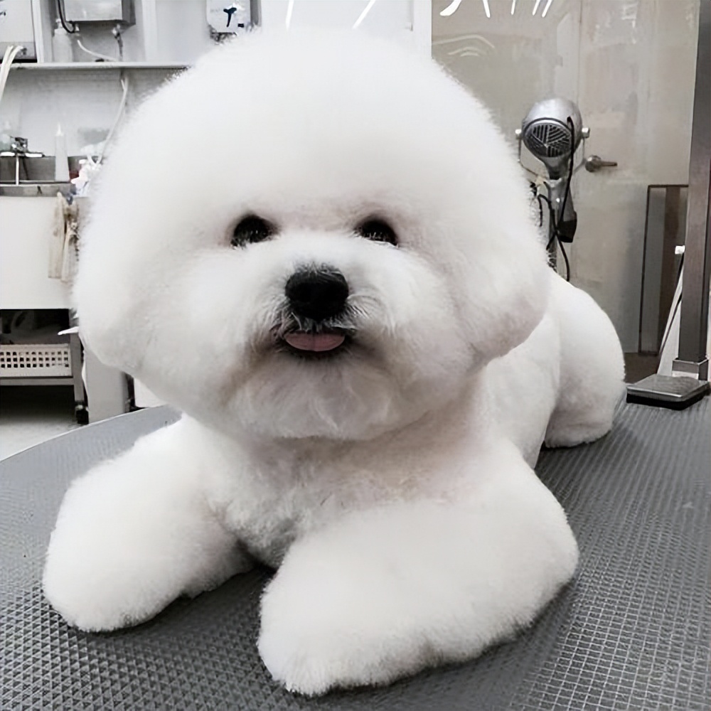 比熊犬把你当爸妈的6种表现藏都藏不住