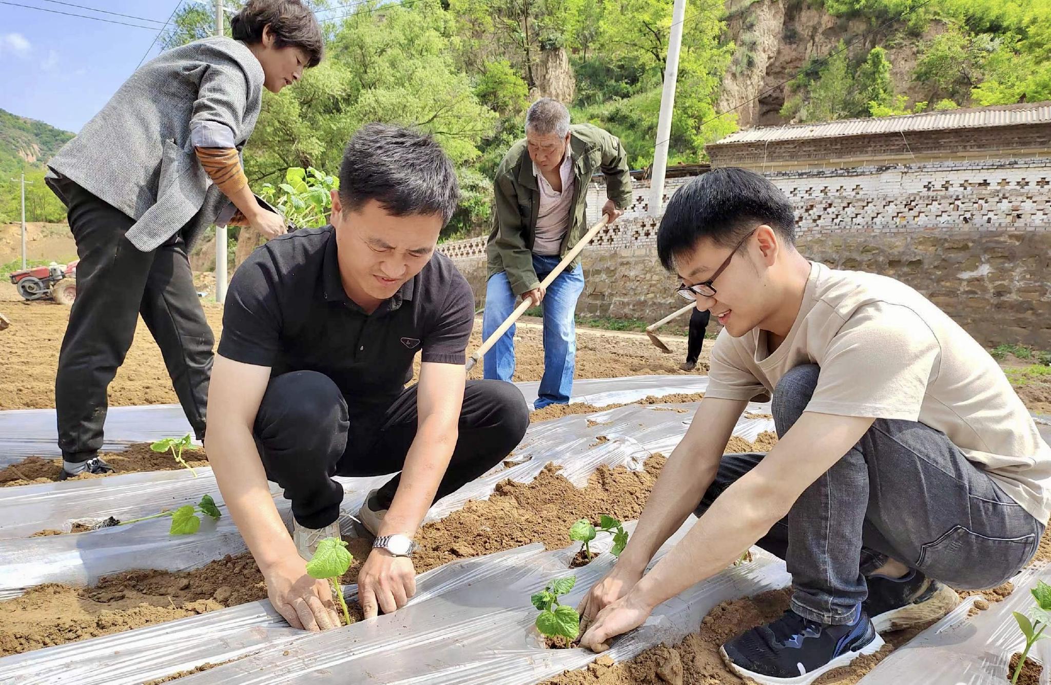 乡村振兴陕西延安青年学生在黄土地上助力乡村振兴