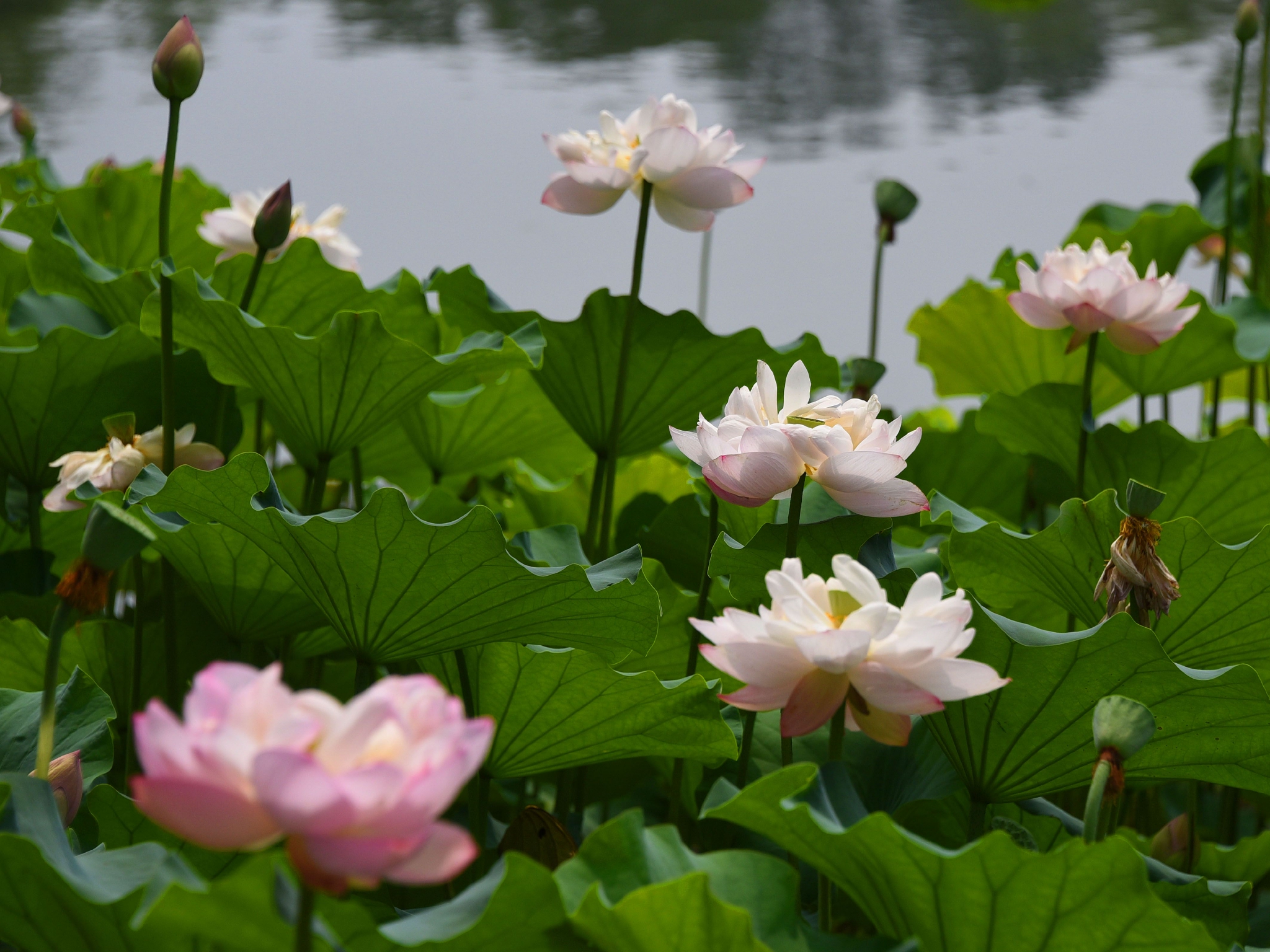盛夏时节北京紫竹院公园荷花绽放醉游人