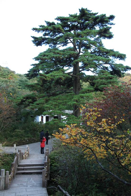 黄山"梦笔生花""连理松"数字藏品全网首发__财经头条
