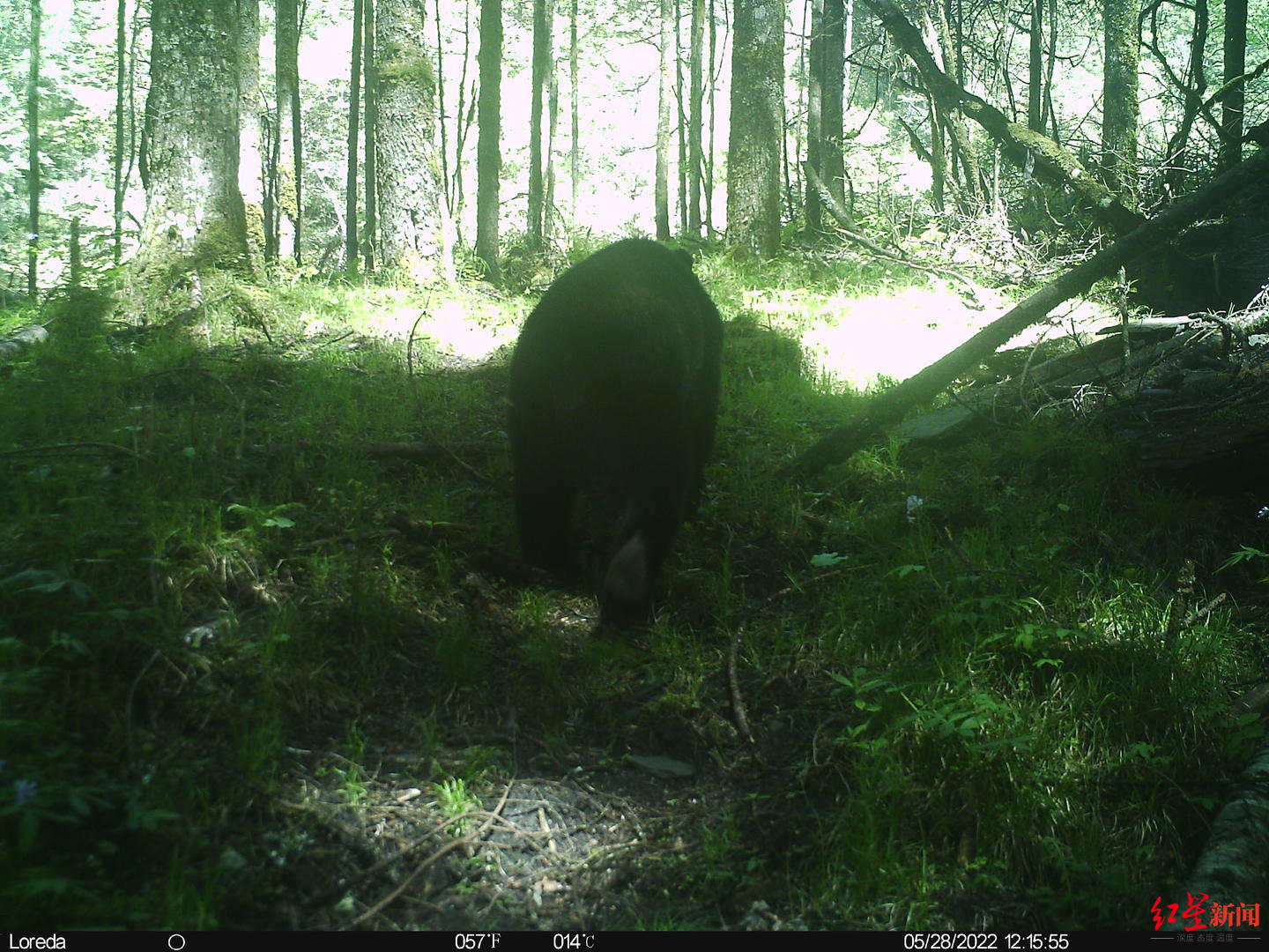 四川小寨子沟：同一地点分别拍摄到野生大熊猫和黑熊休闲区蓝鸢梦想 - Www.slyday.coM