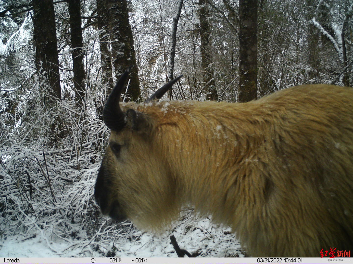 四川小寨子沟：同一地点分别拍摄到野生大熊猫和黑熊休闲区蓝鸢梦想 - Www.slyday.coM