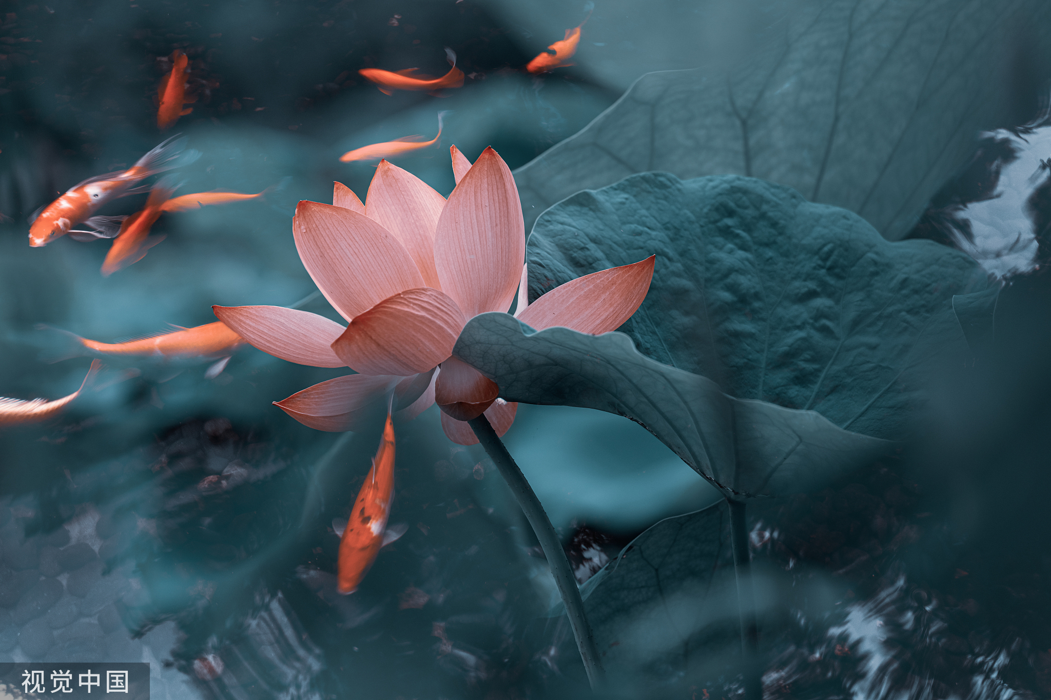 莲叶间嬉戏的鱼