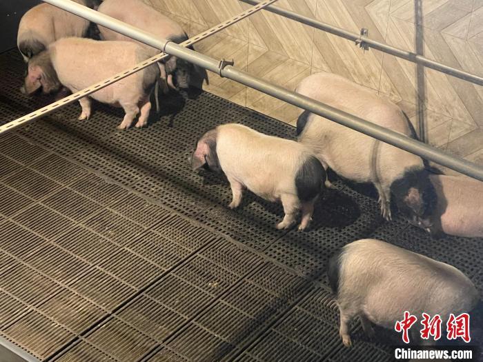 资料图：金华婺城一智慧养殖基地的金华两头乌猪。　张斌 摄