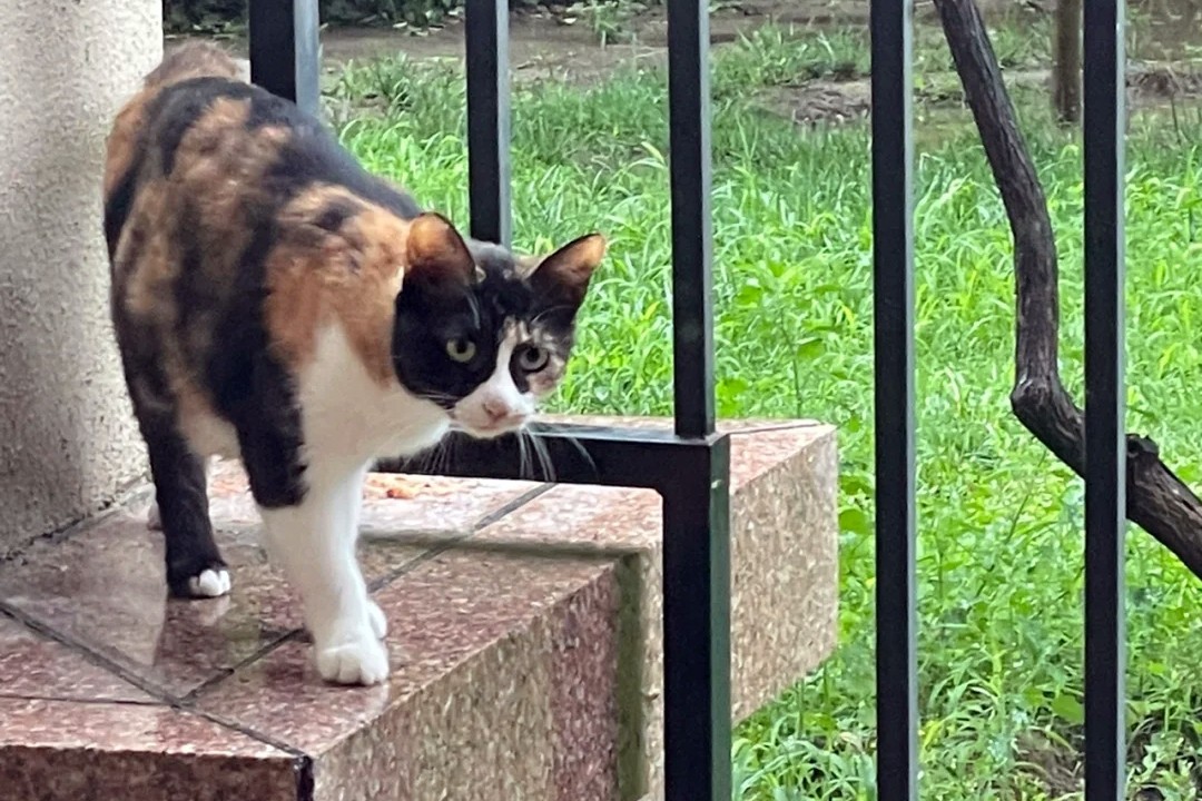 懂得报恩的流浪猫，好心人救了它的小猫，喵星人给她送了份大礼休闲区蓝鸢梦想 - Www.slyday.coM