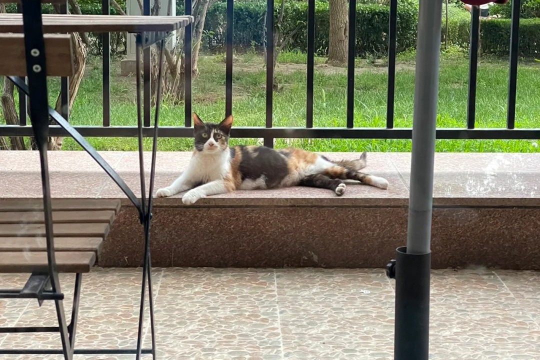 懂得报恩的流浪猫，好心人救了它的小猫，喵星人给她送了份大礼休闲区蓝鸢梦想 - Www.slyday.coM