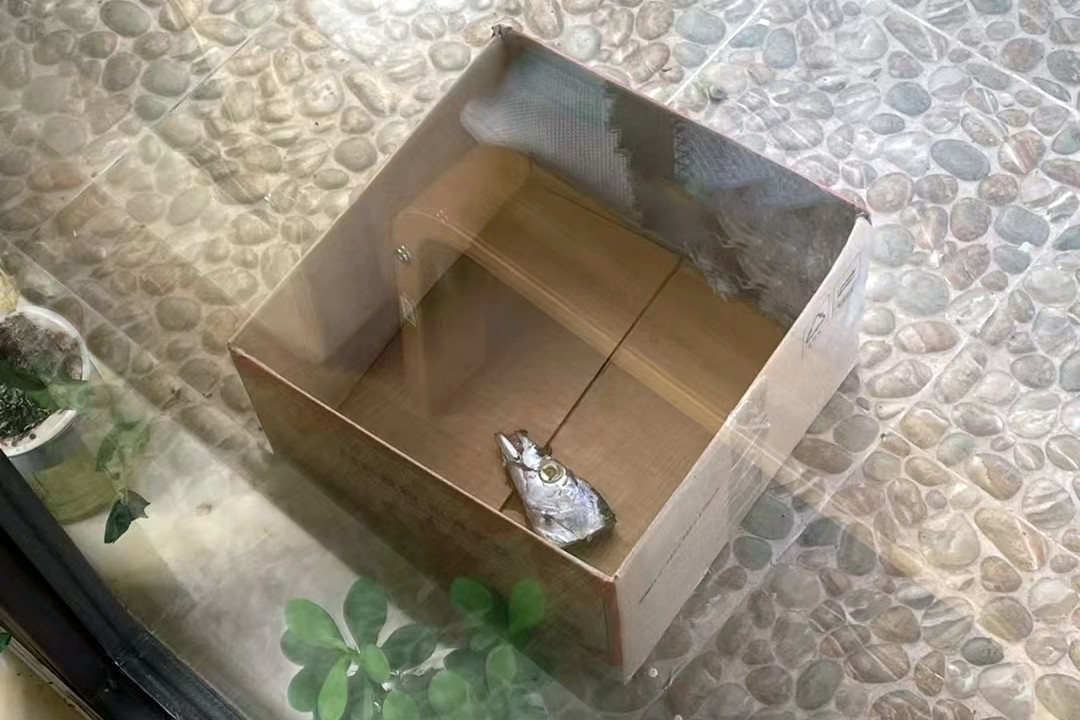 懂得报恩的流浪猫，好心人救了它的小猫，喵星人给她送了份大礼休闲区蓝鸢梦想 - Www.slyday.coM