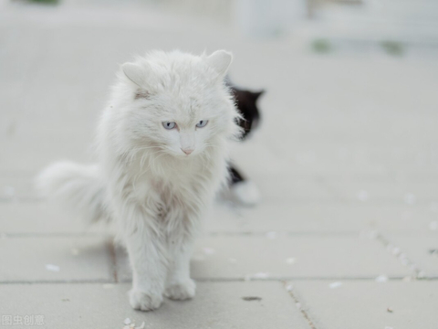 几种中国本土猫咪你认识几种?|狸花猫|橘猫|中华田园猫|狮子猫|三花猫_新浪新闻