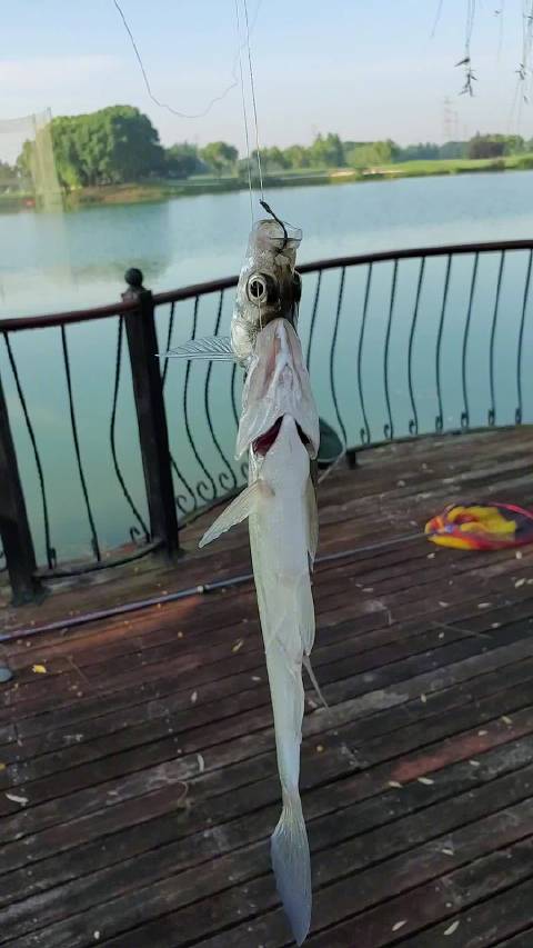 今天钓鱼的时候上来一次双尾