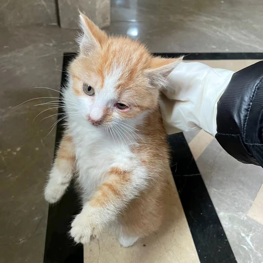 懂得报恩的流浪猫，好心人救了它的小猫，喵星人给她送了份大礼休闲区蓝鸢梦想 - Www.slyday.coM