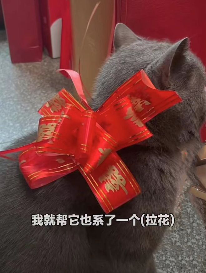 女子快要结婚了,将养了5年的猫打包成嫁妆:也是我的家人呀休闲区蓝鸢梦想 - Www.slyday.coM 女子快要结婚了,将养了5年的猫打包成嫁妆:也是我的家人呀休闲区蓝鸢梦想 - Www.slyday.coM