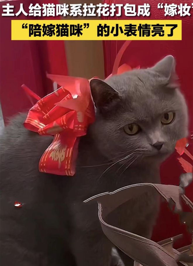 女子快要结婚了,将养了5年的猫打包成嫁妆:也是我的家人呀休闲区蓝鸢梦想 - Www.slyday.coM 女子快要结婚了,将养了5年的猫打包成嫁妆:也是我的家人呀休闲区蓝鸢梦想 - Www.slyday.coM
