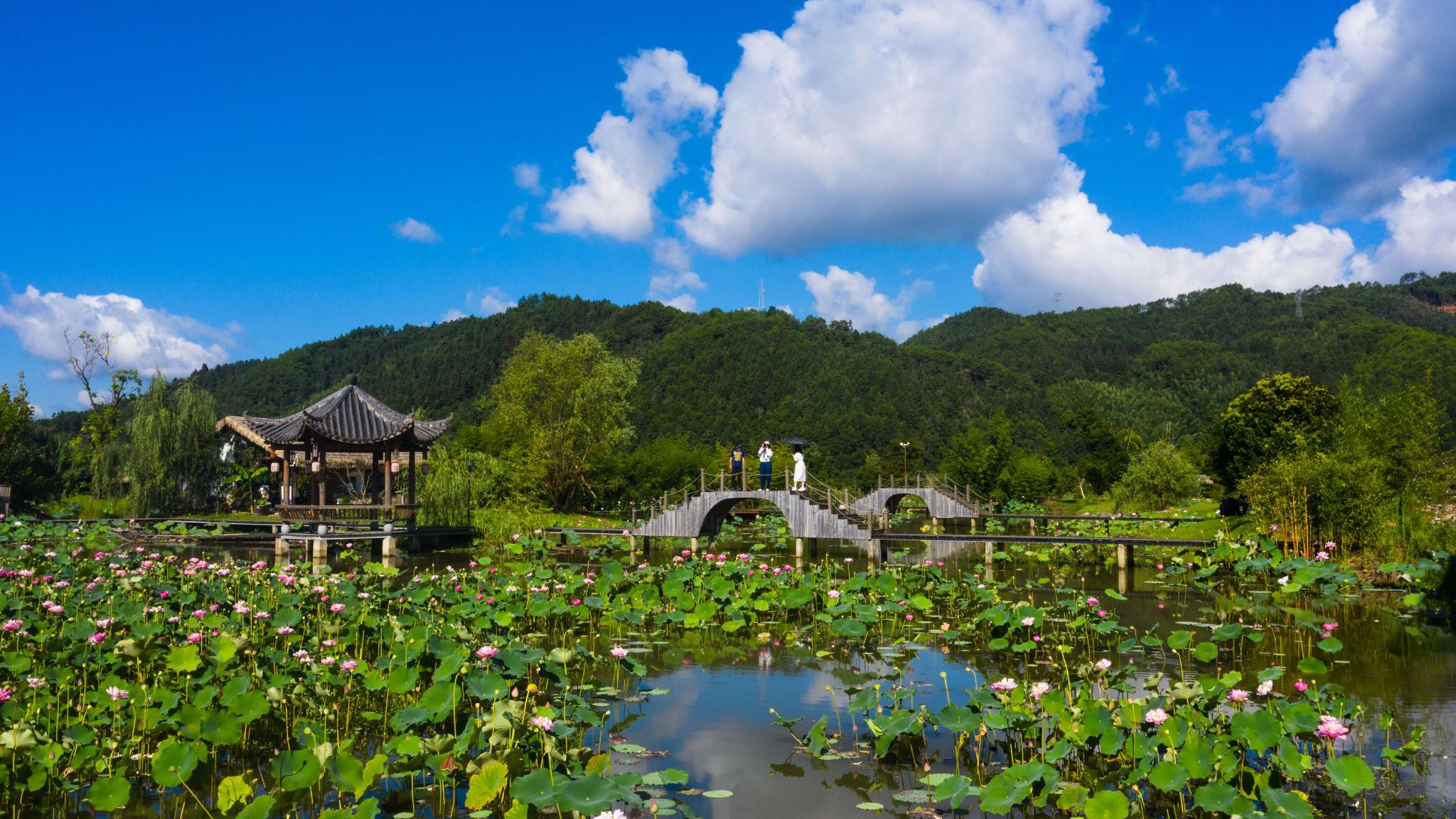 福建武夷山莲花盛开采莲忙