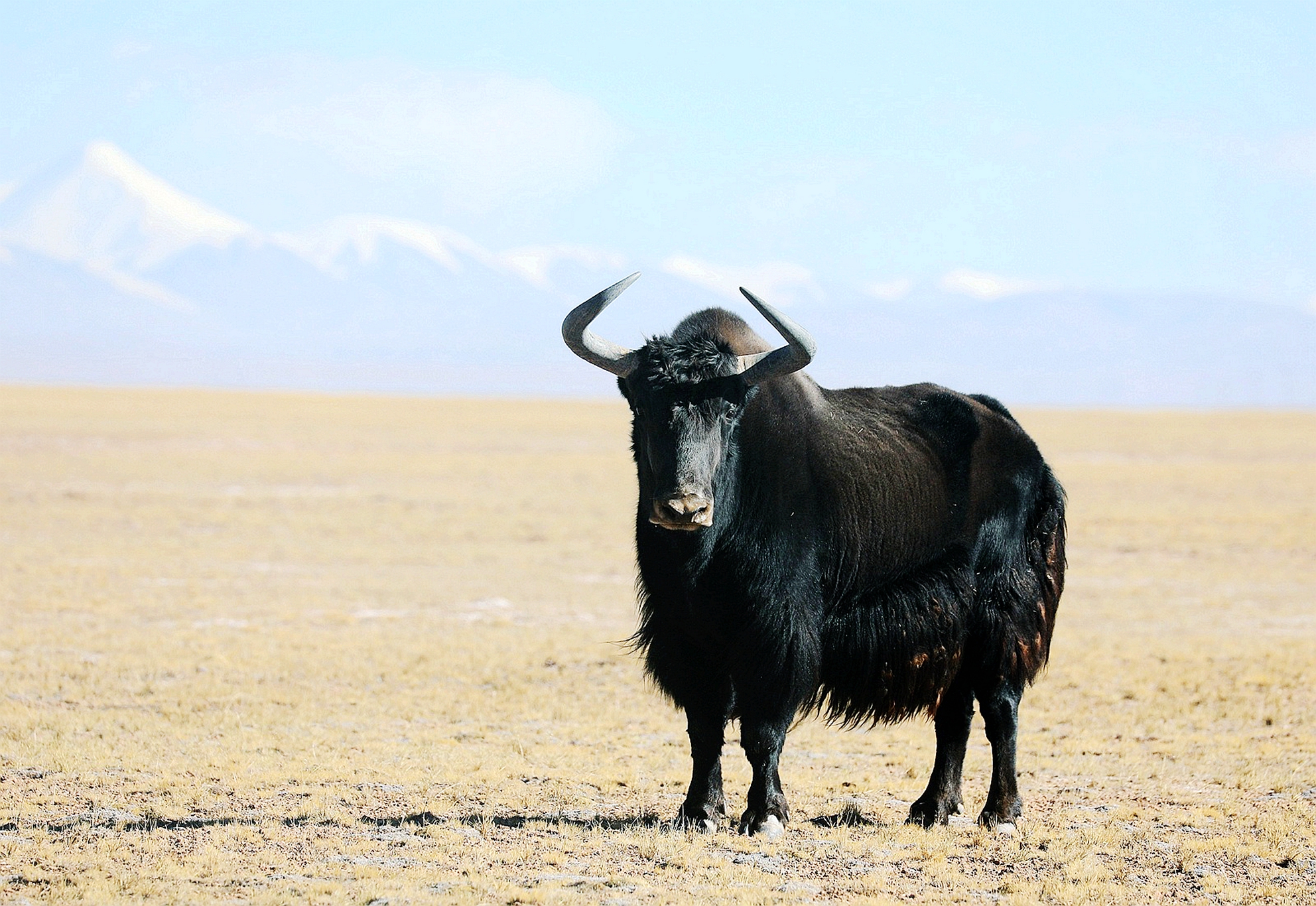 青海湖鸟王用镜头为高原精灵代言
