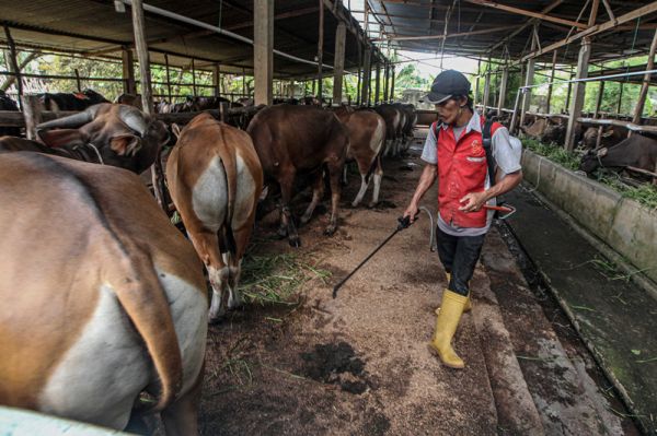 印尼一家养牛场中饲养的牛（视觉中国）