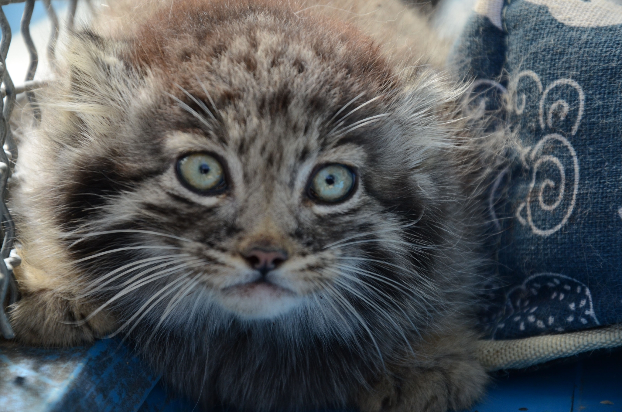 供图在狲尚香亲自饲养三个孩子一个多月之后,为增加小兔狲成活的几率