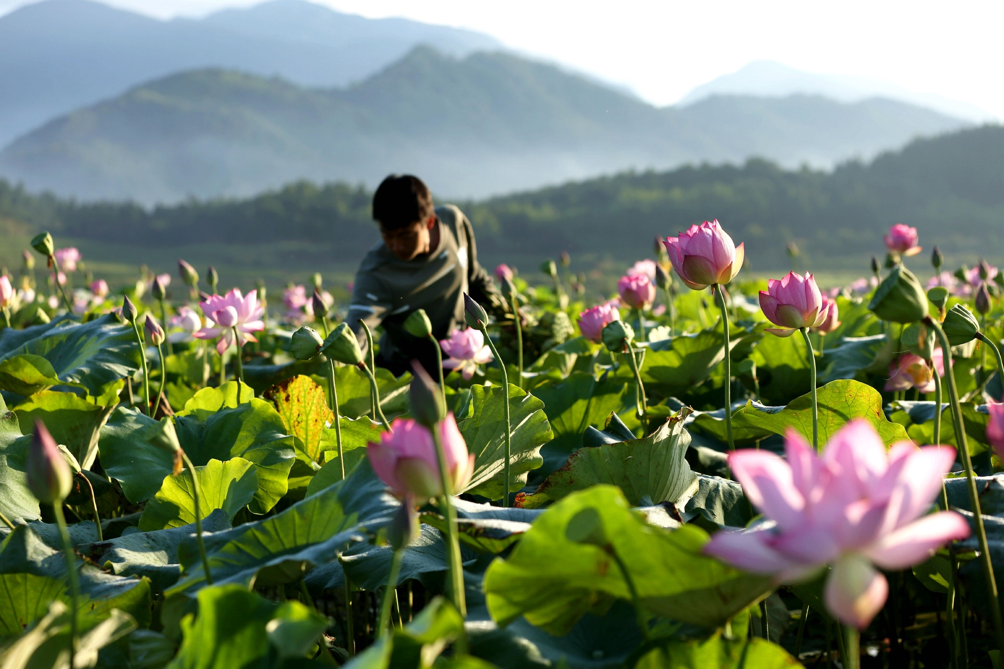 福建武夷山莲花盛开采莲忙