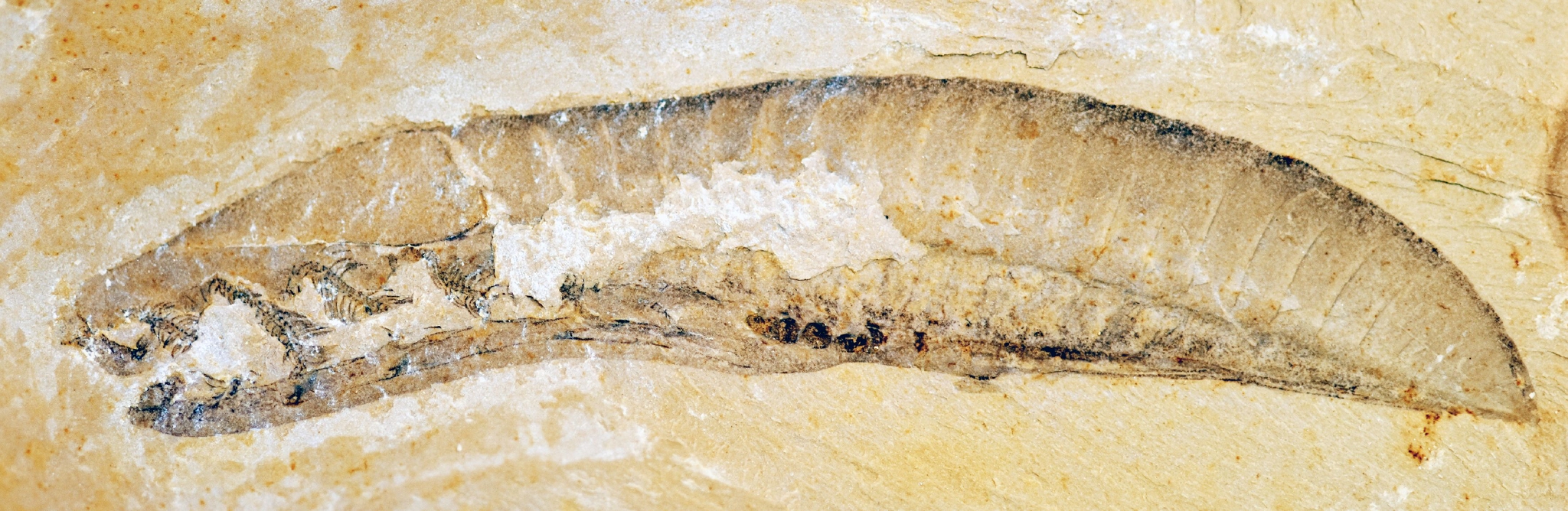 管状虫化石图片