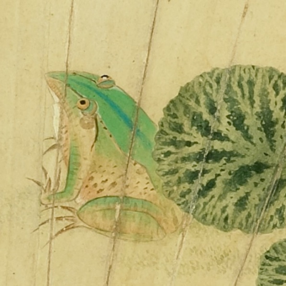 明 牟义 虎耳草青蛙(局部)斯文豪氏赤蛙动物的觅食行为,可区分成主动