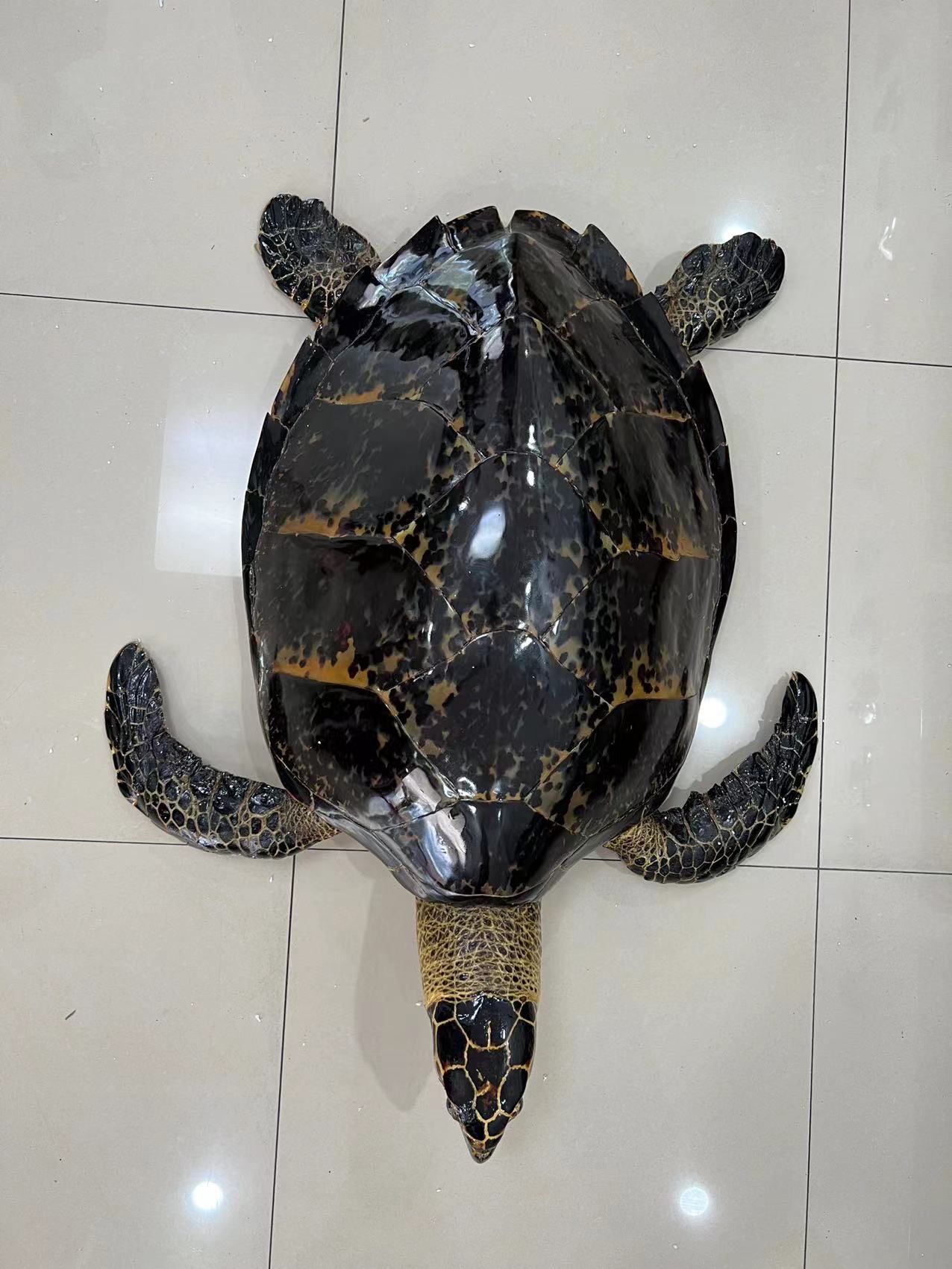 大海龟标本图片