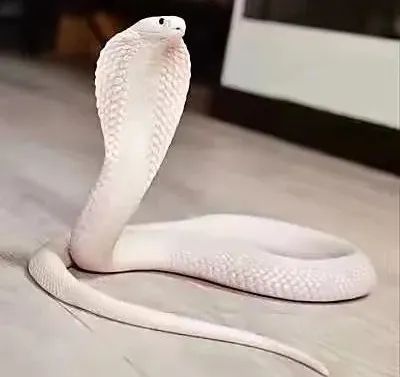 白化的眼镜蛇白化眼镜王蛇专业人士可以从鳞片来分辨蛇种,普通人难以