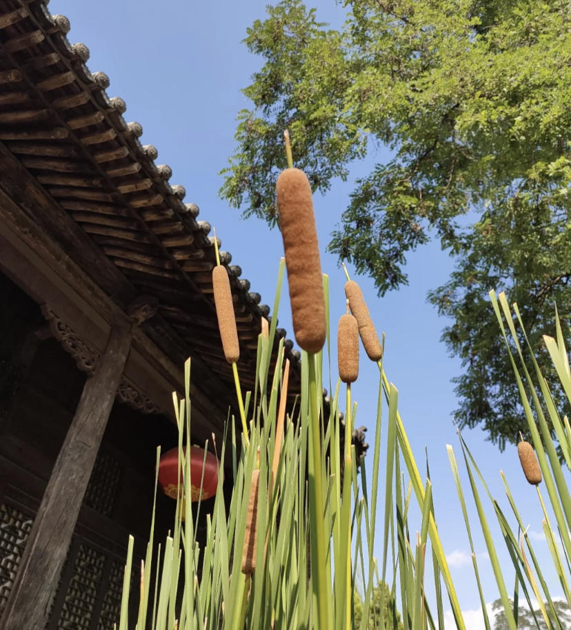 这种植物的名字叫做香蒲草,南北地区差异大,叫法也不一样,在北方地区