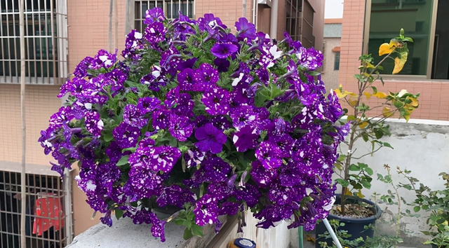 5种“养不死”的花,绿萝只能排最后,养死2种的趁早放弃吧休闲区蓝鸢梦想 - Www.slyday.coM 5种“养不死”的花,绿萝只能排最后,养死2种的趁早放弃吧休闲区蓝鸢梦想 - Www.slyday.coM