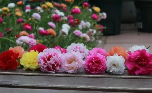 5种“养不死”的花,绿萝只能排最后,养死2种的趁早放弃吧休闲区蓝鸢梦想 - Www.slyday.coM 5种“养不死”的花,绿萝只能排最后,养死2种的趁早放弃吧休闲区蓝鸢梦想 - Www.slyday.coM