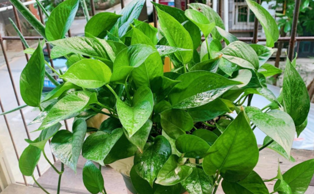 5种“养不死”的花,绿萝只能排最后,养死2种的趁早放弃吧休闲区蓝鸢梦想 - Www.slyday.coM 5种“养不死”的花,绿萝只能排最后,养死2种的趁早放弃吧休闲区蓝鸢梦想 - Www.slyday.coM