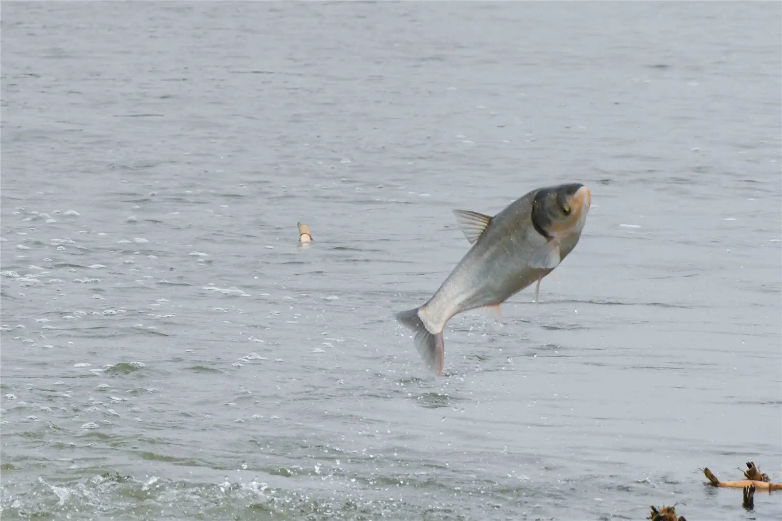 吉林鱼群跃出水面密密麻麻犹如下饺子网友是地震前兆吗