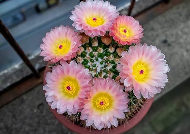 5种“养不死”的花,绿萝只能排最后,养死2种的趁早放弃吧休闲区蓝鸢梦想 - Www.slyday.coM 5种“养不死”的花,绿萝只能排最后,养死2种的趁早放弃吧休闲区蓝鸢梦想 - Www.slyday.coM