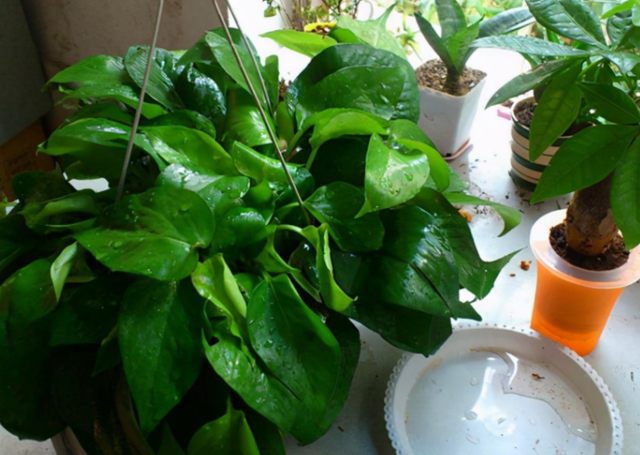 5种“养不死”的花,绿萝只能排最后,养死2种的趁早放弃吧休闲区蓝鸢梦想 - Www.slyday.coM 5种“养不死”的花,绿萝只能排最后,养死2种的趁早放弃吧休闲区蓝鸢梦想 - Www.slyday.coM