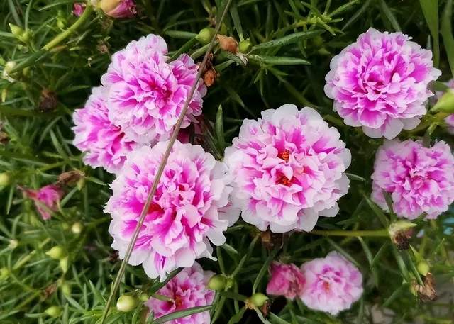 5种“养不死”的花,绿萝只能排最后,养死2种的趁早放弃吧休闲区蓝鸢梦想 - Www.slyday.coM 5种“养不死”的花,绿萝只能排最后,养死2种的趁早放弃吧休闲区蓝鸢梦想 - Www.slyday.coM