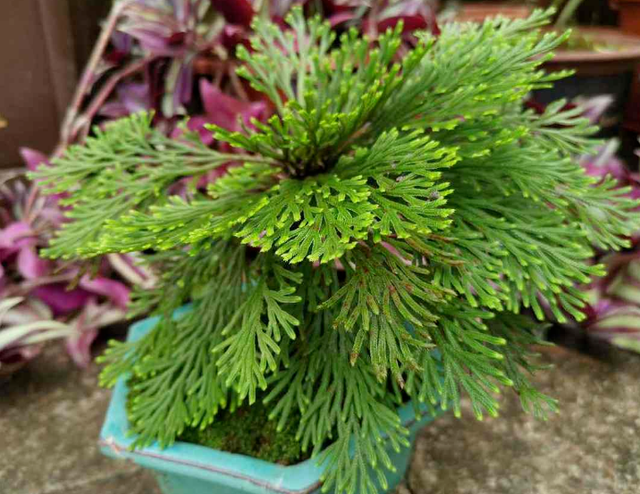 5种“养不死”的花,绿萝只能排最后,养死2种的趁早放弃吧休闲区蓝鸢梦想 - Www.slyday.coM 5种“养不死”的花,绿萝只能排最后,养死2种的趁早放弃吧休闲区蓝鸢梦想 - Www.slyday.coM