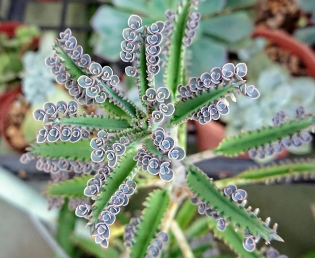 5种“养不死”的花,绿萝只能排最后,养死2种的趁早放弃吧休闲区蓝鸢梦想 - Www.slyday.coM 5种“养不死”的花,绿萝只能排最后,养死2种的趁早放弃吧休闲区蓝鸢梦想 - Www.slyday.coM