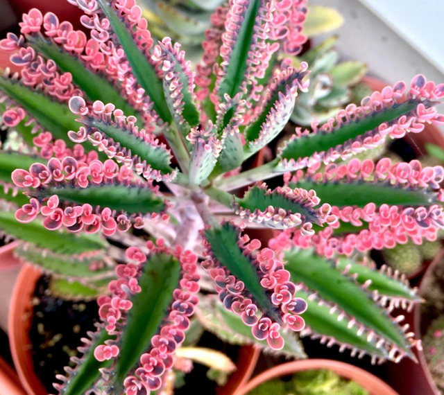 5种“养不死”的花,绿萝只能排最后,养死2种的趁早放弃吧休闲区蓝鸢梦想 - Www.slyday.coM 5种“养不死”的花,绿萝只能排最后,养死2种的趁早放弃吧休闲区蓝鸢梦想 - Www.slyday.coM