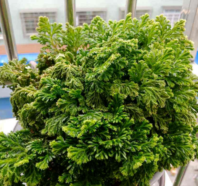 5种“养不死”的花,绿萝只能排最后,养死2种的趁早放弃吧休闲区蓝鸢梦想 - Www.slyday.coM 5种“养不死”的花,绿萝只能排最后,养死2种的趁早放弃吧休闲区蓝鸢梦想 - Www.slyday.coM