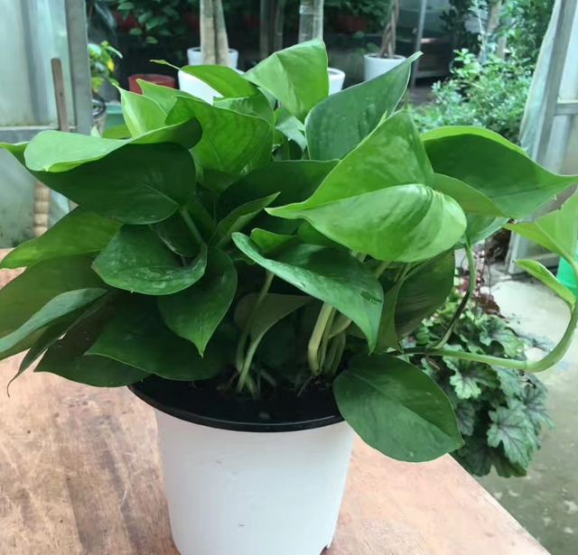 5种“养不死”的花,绿萝只能排最后,养死2种的趁早放弃吧休闲区蓝鸢梦想 - Www.slyday.coM 5种“养不死”的花,绿萝只能排最后,养死2种的趁早放弃吧休闲区蓝鸢梦想 - Www.slyday.coM