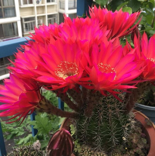 5种“养不死”的花,绿萝只能排最后,养死2种的趁早放弃吧休闲区蓝鸢梦想 - Www.slyday.coM 5种“养不死”的花,绿萝只能排最后,养死2种的趁早放弃吧休闲区蓝鸢梦想 - Www.slyday.coM