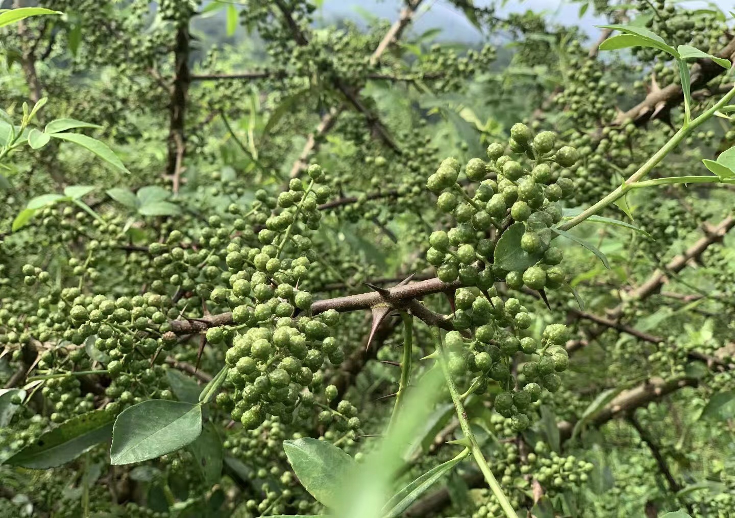 走进青花椒林,椒农们三两人一组,身背背篓,手持花椒采摘机器穿梭于