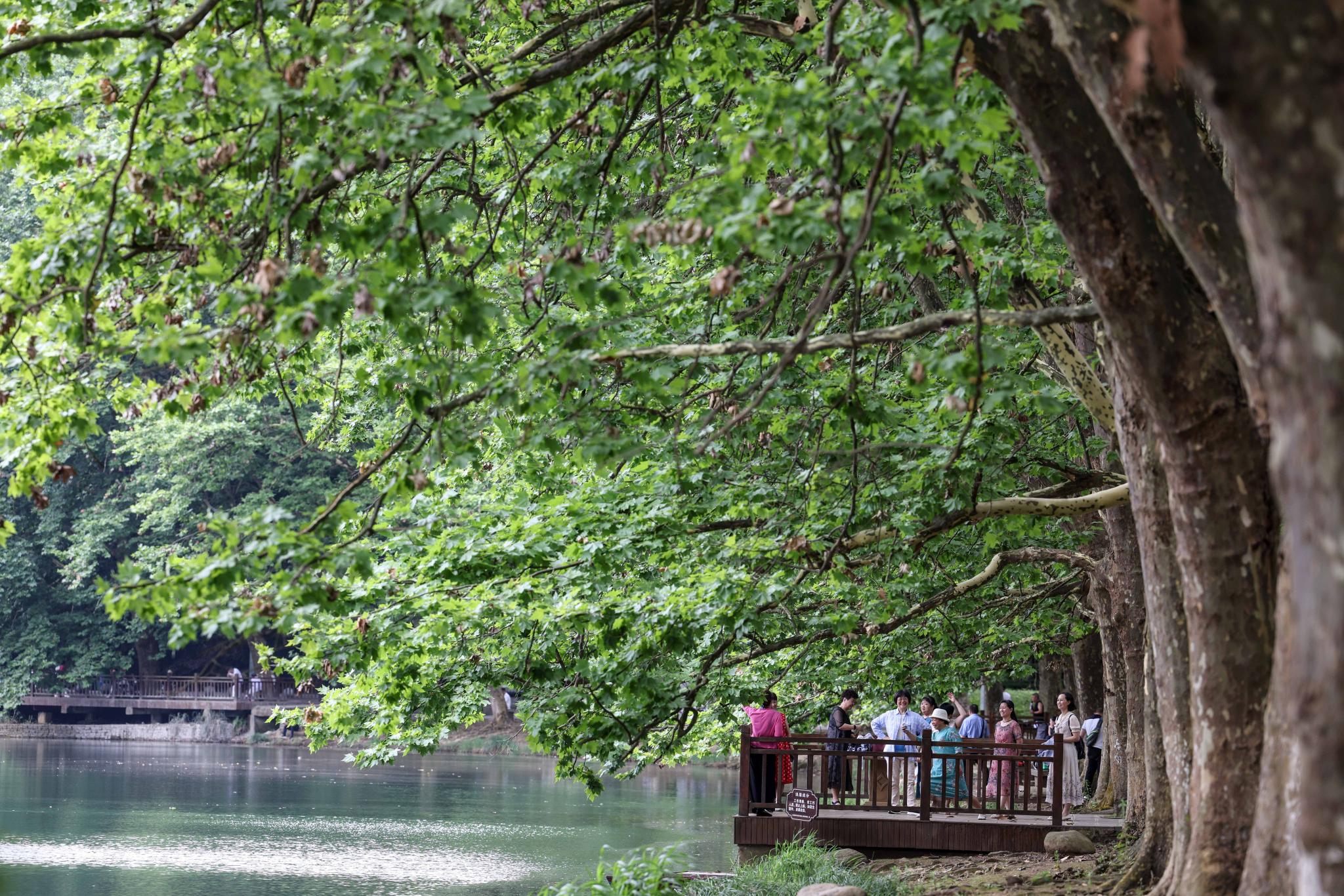 贵阳夏日黄金大道景如画