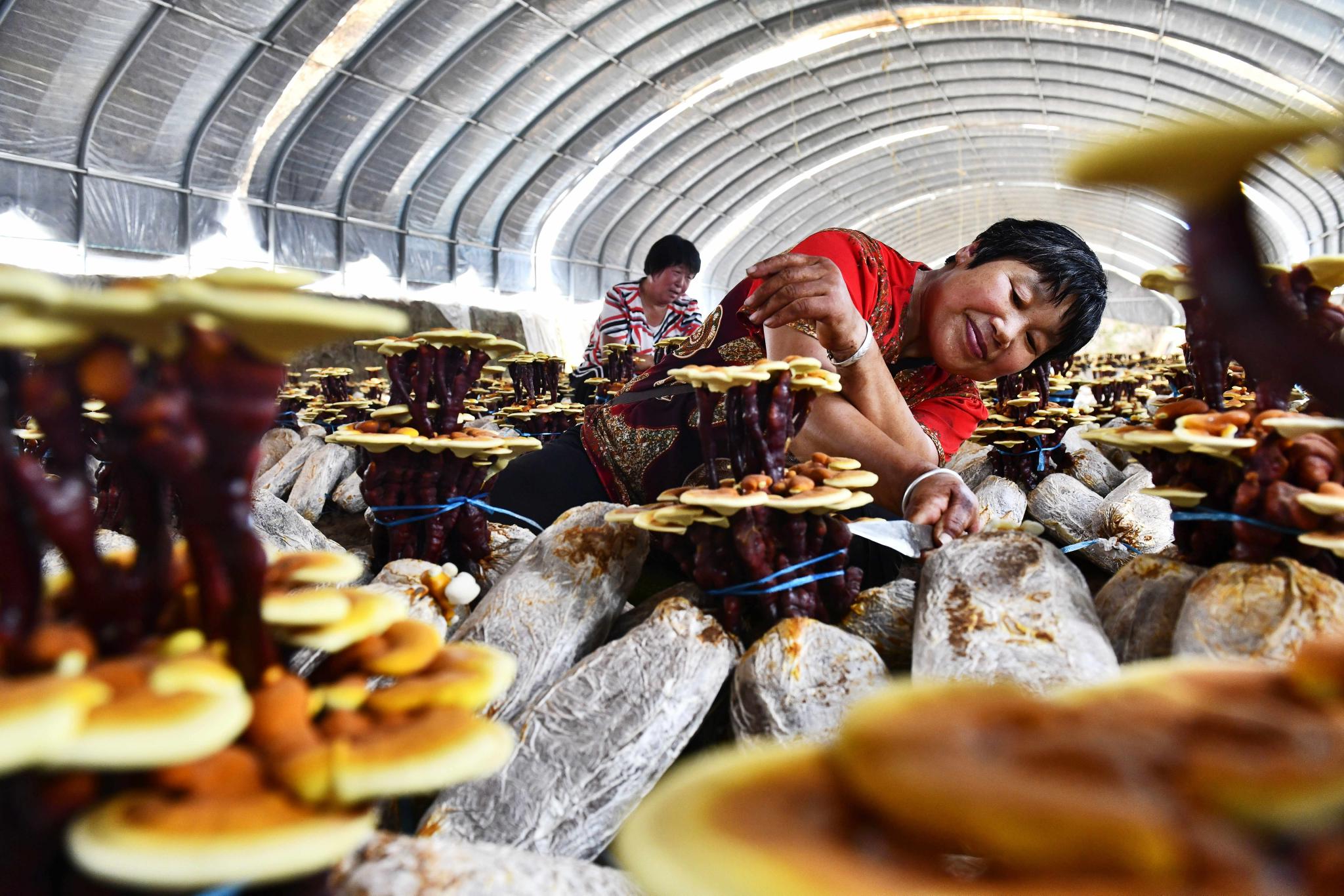 山东冠县灵芝产业助推乡村振兴