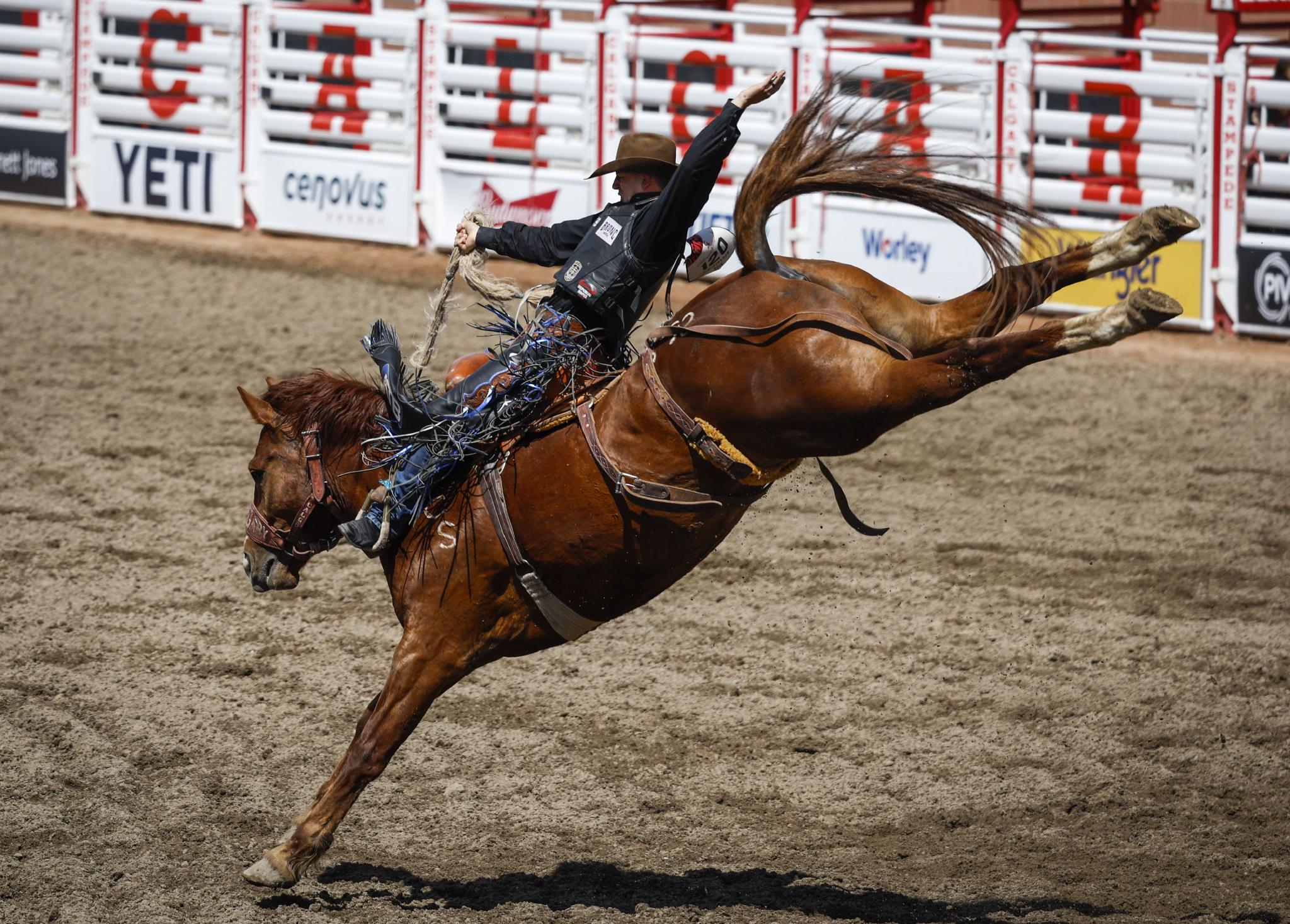 加拿大卡尔加里牛仔节开幕|加拿大|马术_新浪新闻